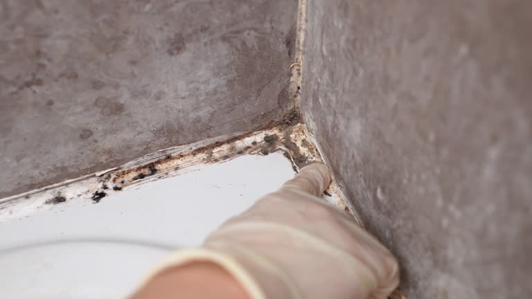 Best Real Estate Mold Inspection  in Dublin, CA